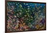 Indonesia, West Papua, Raja Ampat. Anthia Fish and Coral Reef-Jaynes Gallery-Framed Photographic Print