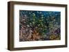 Indonesia, West Papua, Raja Ampat. Anthia Fish and Coral Reef-Jaynes Gallery-Framed Photographic Print