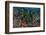 Indonesia, West Papua, Raja Ampat. Anthia Fish and Coral Reef-Jaynes Gallery-Framed Photographic Print