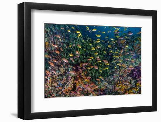 Indonesia, West Papua, Raja Ampat. Anthia Fish and Coral Reef-Jaynes Gallery-Framed Photographic Print