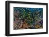 Indonesia, West Papua, Raja Ampat. Anthia Fish and Coral Reef-Jaynes Gallery-Framed Photographic Print