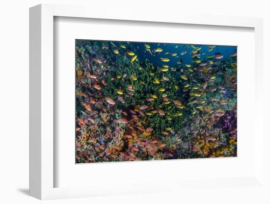 Indonesia, West Papua, Raja Ampat. Anthia Fish and Coral Reef-Jaynes Gallery-Framed Photographic Print