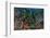 Indonesia, West Papua, Raja Ampat. Anthia Fish and Coral Reef-Jaynes Gallery-Framed Photographic Print