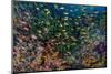 Indonesia, West Papua, Raja Ampat. Anthia Fish and Coral Reef-Jaynes Gallery-Mounted Photographic Print