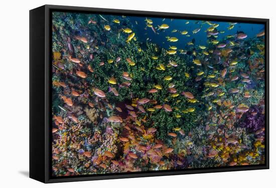 Indonesia, West Papua, Raja Ampat. Anthia Fish and Coral Reef-Jaynes Gallery-Framed Stretched Canvas