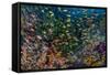 Indonesia, West Papua, Raja Ampat. Anthia Fish and Coral Reef-Jaynes Gallery-Framed Stretched Canvas