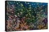 Indonesia, West Papua, Raja Ampat. Anthia Fish and Coral Reef-Jaynes Gallery-Stretched Canvas