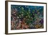 Indonesia, West Papua, Raja Ampat. Anthia Fish and Coral Reef-Jaynes Gallery-Framed Photographic Print