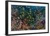 Indonesia, West Papua, Raja Ampat. Anthia Fish and Coral Reef-Jaynes Gallery-Framed Photographic Print