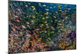 Indonesia, West Papua, Raja Ampat. Anthia Fish and Coral Reef-Jaynes Gallery-Mounted Photographic Print