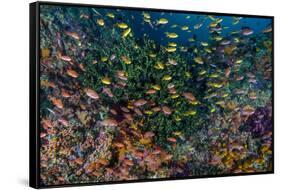 Indonesia, West Papua, Raja Ampat. Anthia Fish and Coral Reef-Jaynes Gallery-Framed Stretched Canvas