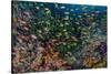 Indonesia, West Papua, Raja Ampat. Anthia Fish and Coral Reef-Jaynes Gallery-Stretched Canvas