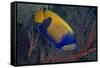 Indonesia, West Papua, Raja Ampat. Close-up of blue-girdled angelfish.-Jaynes Gallery-Framed Stretched Canvas
