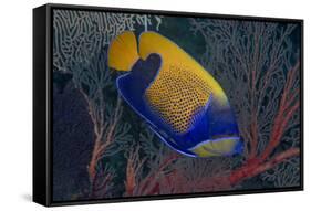 Indonesia, West Papua, Raja Ampat. Close-up of blue-girdled angelfish.-Jaynes Gallery-Framed Stretched Canvas