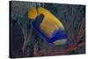Indonesia, West Papua, Raja Ampat. Close-up of blue-girdled angelfish.-Jaynes Gallery-Stretched Canvas
