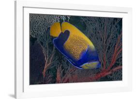 Indonesia, West Papua, Raja Ampat. Close-up of blue-girdled angelfish.-Jaynes Gallery-Framed Photographic Print