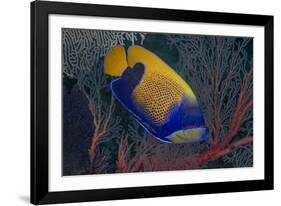 Indonesia, West Papua, Raja Ampat. Close-up of blue-girdled angelfish.-Jaynes Gallery-Framed Photographic Print