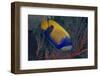 Indonesia, West Papua, Raja Ampat. Close-up of blue-girdled angelfish.-Jaynes Gallery-Framed Photographic Print