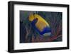 Indonesia, West Papua, Raja Ampat. Close-up of blue-girdled angelfish.-Jaynes Gallery-Framed Photographic Print