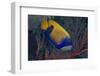 Indonesia, West Papua, Raja Ampat. Close-up of blue-girdled angelfish.-Jaynes Gallery-Framed Photographic Print