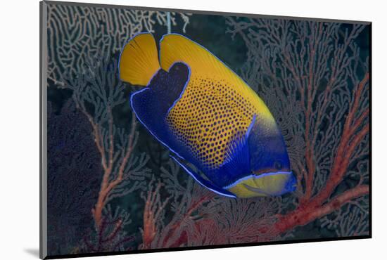 Indonesia, West Papua, Raja Ampat. Close-up of blue-girdled angelfish.-Jaynes Gallery-Mounted Photographic Print