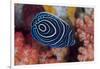 Indonesia, West Papua, Raja Ampat. Close-up of emperor angelfish.-Jaynes Gallery-Framed Photographic Print