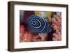 Indonesia, West Papua, Raja Ampat. Close-up of emperor angelfish.-Jaynes Gallery-Framed Photographic Print