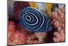 Indonesia, West Papua, Raja Ampat. Close-up of emperor angelfish.-Jaynes Gallery-Mounted Photographic Print