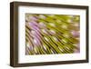 Indonesia, West Papua, Raja Ampat. Close-Up of Hard Coral-Jaynes Gallery-Framed Photographic Print