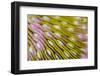 Indonesia, West Papua, Raja Ampat. Close-Up of Hard Coral-Jaynes Gallery-Framed Photographic Print