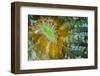 Indonesia, West Papua, Raja Ampat. Close-Up of Hard Coral-Jaynes Gallery-Framed Photographic Print