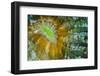 Indonesia, West Papua, Raja Ampat. Close-Up of Hard Coral-Jaynes Gallery-Framed Photographic Print