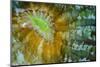 Indonesia, West Papua, Raja Ampat. Close-Up of Hard Coral-Jaynes Gallery-Mounted Photographic Print