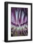 Indonesia, West Papua, Raja Ampat. Close-Up of Sea Anemone-Jaynes Gallery-Framed Photographic Print