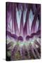 Indonesia, West Papua, Raja Ampat. Close-Up of Sea Anemone-Jaynes Gallery-Stretched Canvas