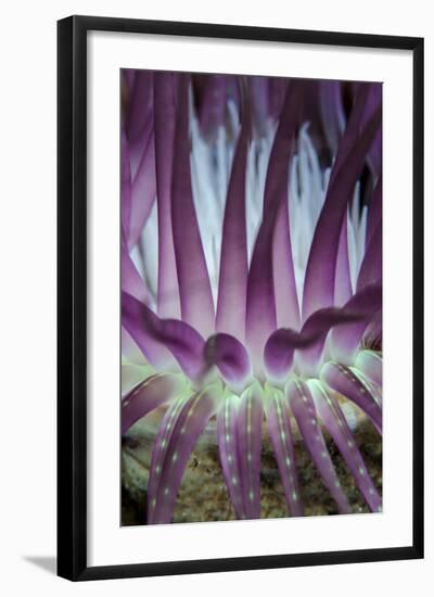 Indonesia, West Papua, Raja Ampat. Close-Up of Sea Anemone-Jaynes Gallery-Framed Photographic Print
