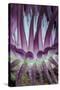 Indonesia, West Papua, Raja Ampat. Close-Up of Sea Anemone-Jaynes Gallery-Stretched Canvas