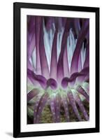 Indonesia, West Papua, Raja Ampat. Close-Up of Sea Anemone-Jaynes Gallery-Framed Photographic Print