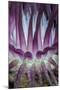 Indonesia, West Papua, Raja Ampat. Close-Up of Sea Anemone-Jaynes Gallery-Mounted Photographic Print