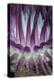 Indonesia, West Papua, Raja Ampat. Close-Up of Sea Anemone-Jaynes Gallery-Stretched Canvas