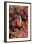 Indonesia, West Papua, Raja Ampat. Clown Fish Among Anemones-Jaynes Gallery-Framed Photographic Print