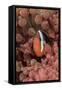 Indonesia, West Papua, Raja Ampat. Clown Fish Among Anemones-Jaynes Gallery-Framed Stretched Canvas