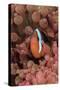Indonesia, West Papua, Raja Ampat. Clown Fish Among Anemones-Jaynes Gallery-Stretched Canvas