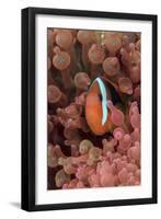 Indonesia, West Papua, Raja Ampat. Clown Fish Among Anemones-Jaynes Gallery-Framed Photographic Print