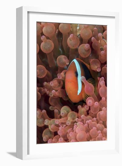 Indonesia, West Papua, Raja Ampat. Clown Fish Among Anemones-Jaynes Gallery-Framed Photographic Print