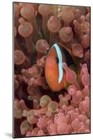 Indonesia, West Papua, Raja Ampat. Clown Fish Among Anemones-Jaynes Gallery-Mounted Photographic Print