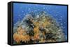 Indonesia, West Papua, Raja Ampat. Coral Reef and Fish-Jaynes Gallery-Framed Stretched Canvas