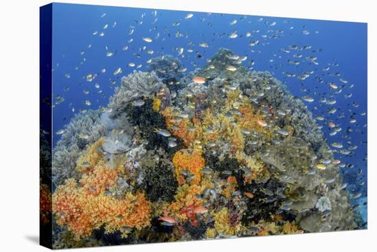 Indonesia, West Papua, Raja Ampat. Coral Reef and Fish-Jaynes Gallery-Stretched Canvas
