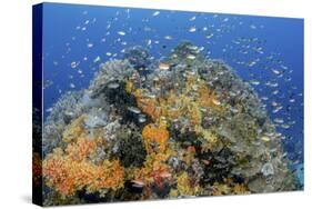 Indonesia, West Papua, Raja Ampat. Coral Reef and Fish-Jaynes Gallery-Stretched Canvas