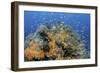 Indonesia, West Papua, Raja Ampat. Coral Reef and Fish-Jaynes Gallery-Framed Photographic Print